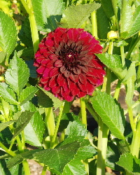 red flower